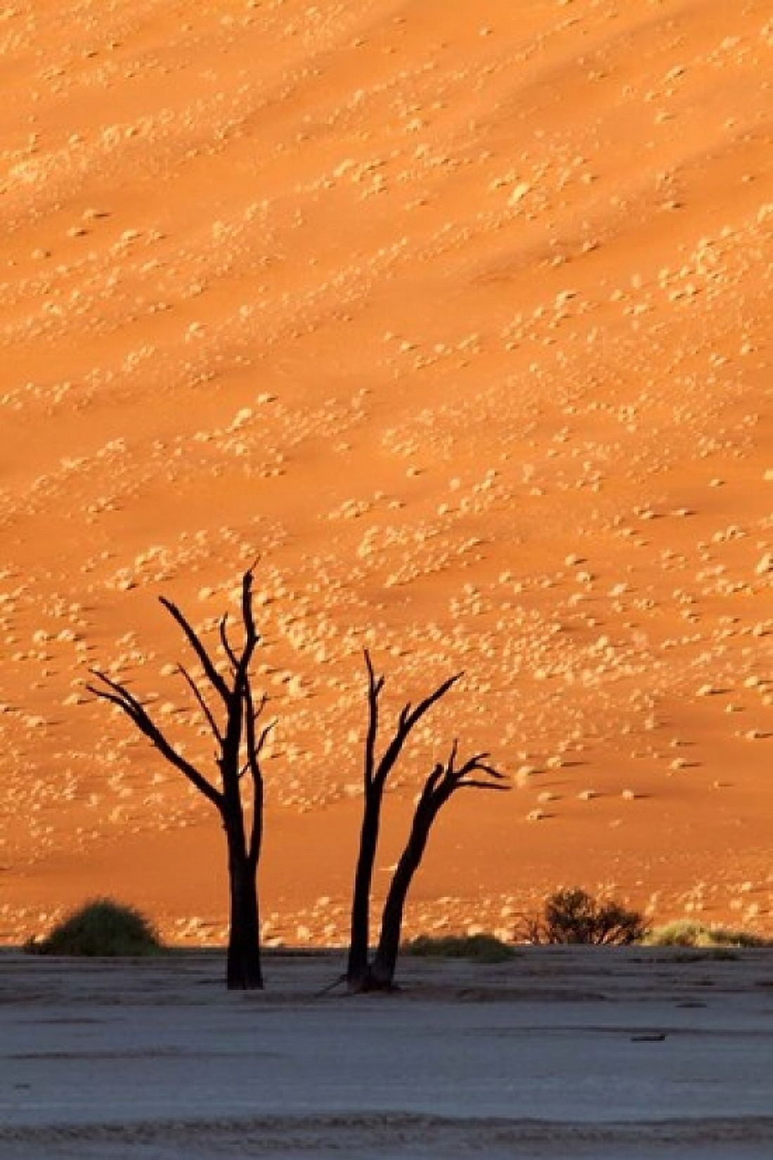 Namibia Namib-Naukluft Sossusvlei Desert Dead Vlei Canvas Art - Jaynes Gallery  DanitaDelimont (11 x 17)