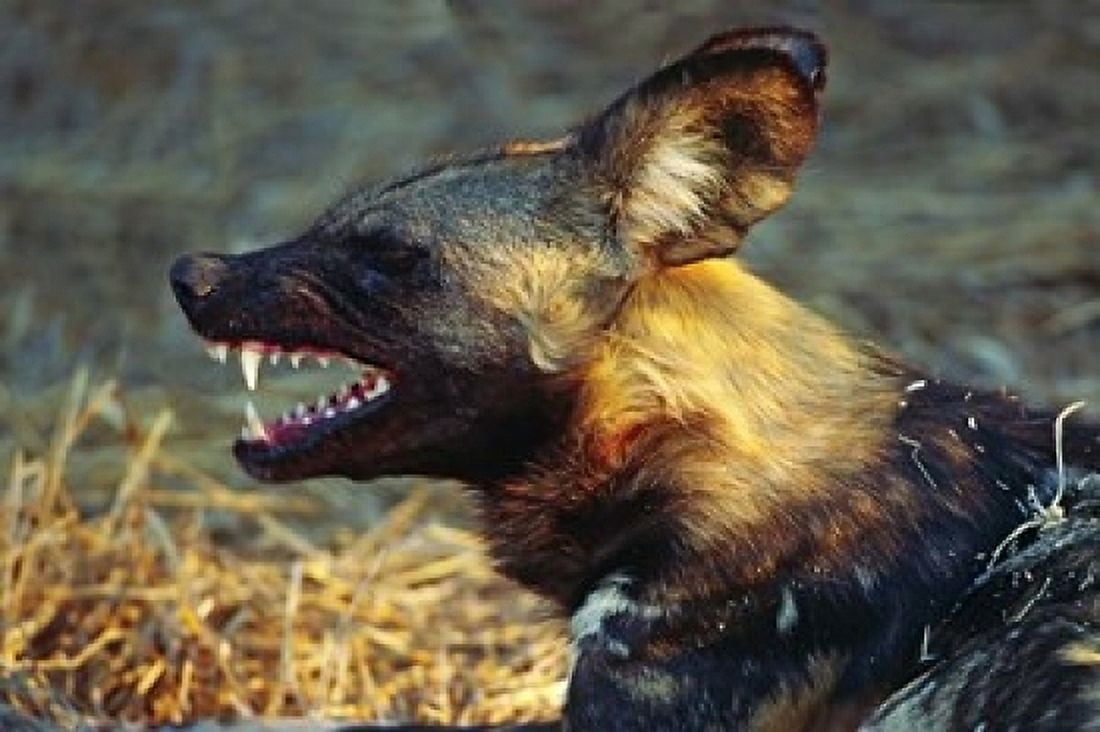 Namibia Portrait of a wild dog Canvas Art - Charles Sleicher DanitaDelimont (36 x 24)