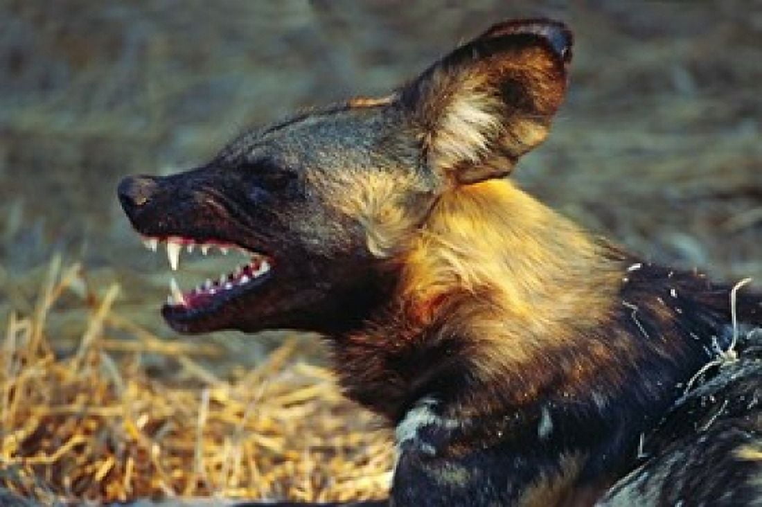Namibia Portrait of a wild dog Canvas Art - Charles Sleicher DanitaDelimont (41 x 27)