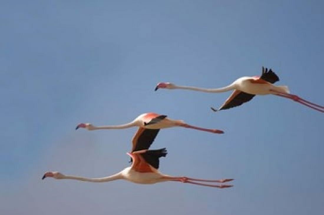 Namibia Skeleton Coast Lesser Flamingo tropical birds Canvas Art - Paul Souders DanitaDelimont (24 x 15)
