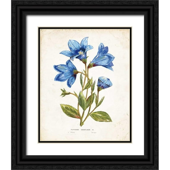 Nan 26x32 Black Ornate Wood Framed with Double Matting Museum Art Print Titled - Botanical II
