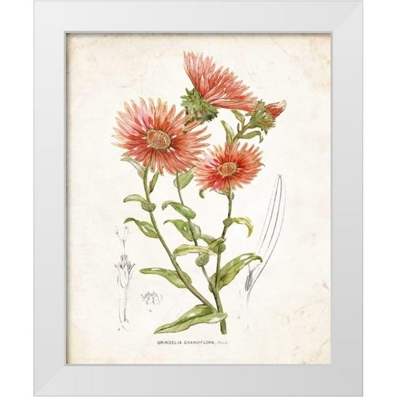 Nan 26x32 White Modern Wood Framed Museum Art Print Titled - Botanical I