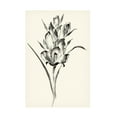 thumbnail image 1 of Nan Rae 'Ink Wash Floral II Gladiolus' Canvas Art, 1 of 3