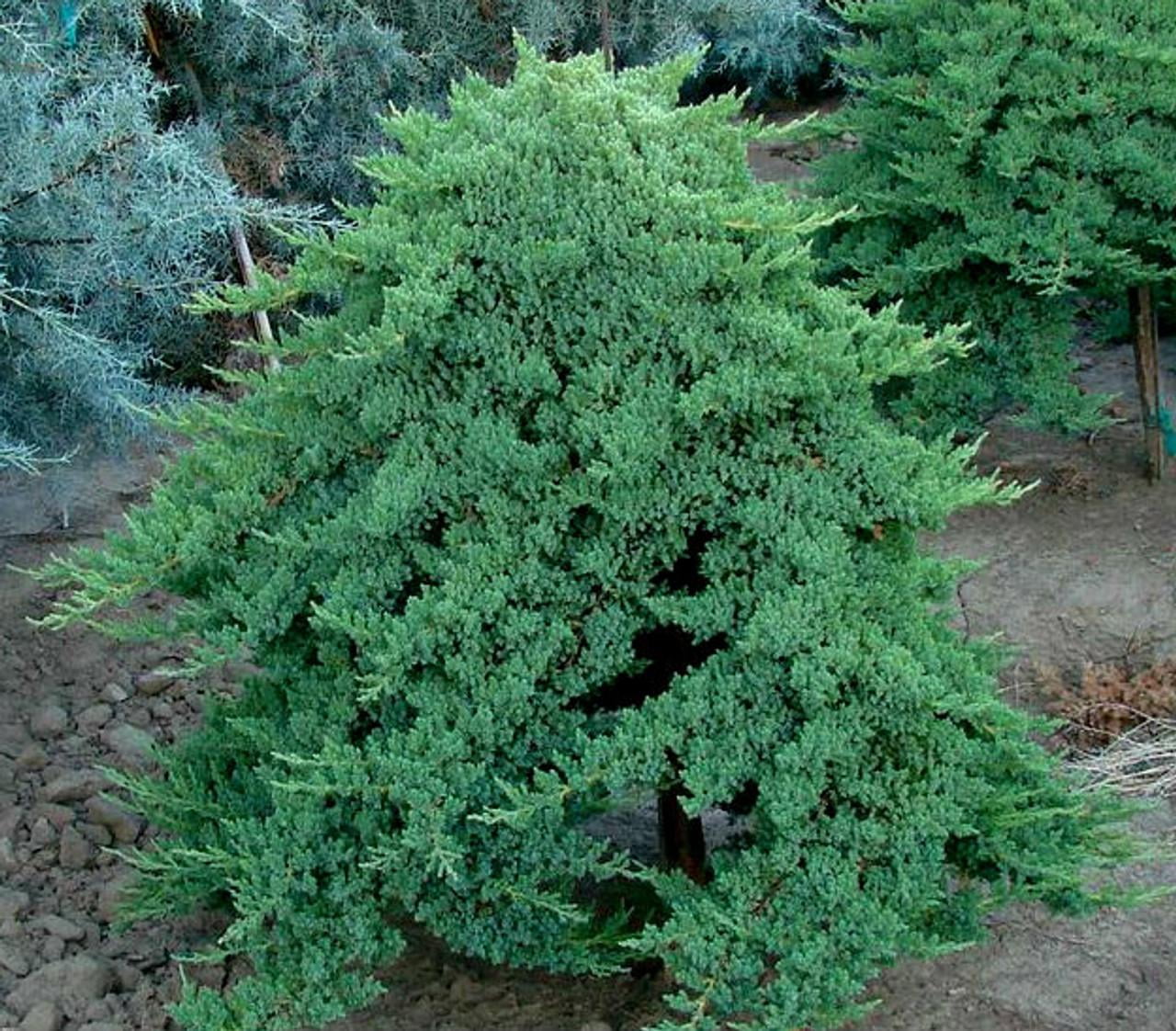 Nana Japanese Garden Juniper-Dense Blue-Green Foliage-Erosion Control 3  Gallon - Walmart.com, image size:1280x1122