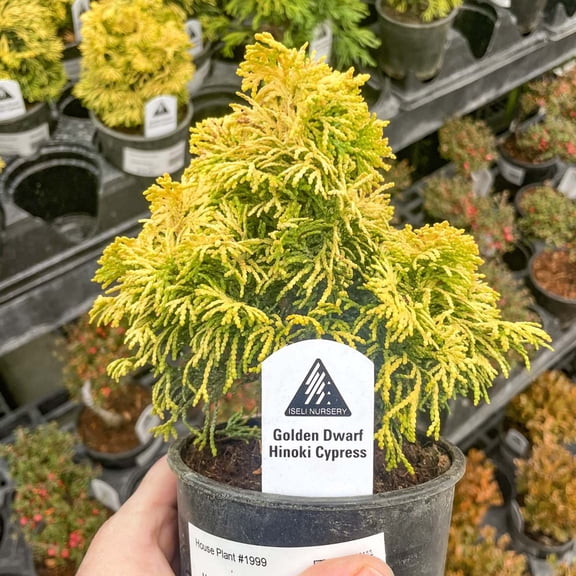 Nana Lutea Golden Dwarf Hinoki Cypress, Live Plant, 4" Growers Pot