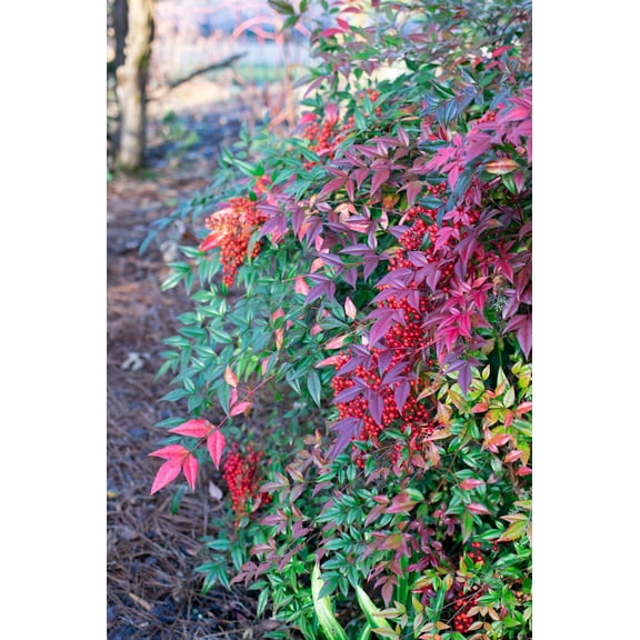 Nandina Domestica  1 Extra Large 3 Gallon Plant  Heavenly Bamboo  Vibrant Year-Round Color  Low Maintenance