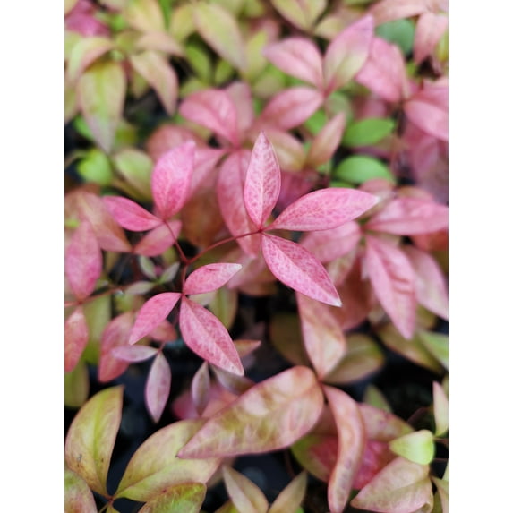 Nandina Dwarf Firepower domestica, Starter Plant, Lot of 2