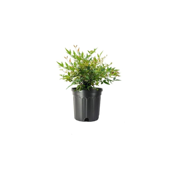 Nandina Gulf Stream Heavenly Bamboo  2 Large Gallon Size Plants  Compact Colorful Ornamental Shrub