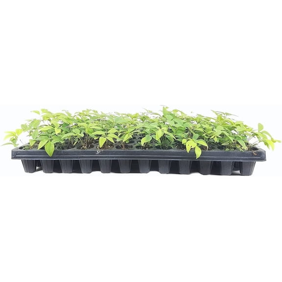 Nandina Gulf Stream Heavenly Bamboo  20 Live Plants  Compact Colorful Ornamental Shrub