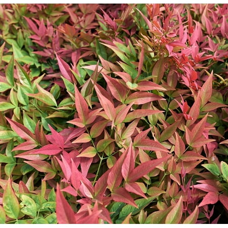 Nandina Gulfstream 2 Extra Large 3 Gallon Plants Nandina Domestica 'Gulfstream' Year-Round Colorful Foliage Garden Accent