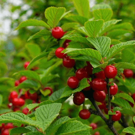 Nanking Cherry Bush Cold Hardy Cherry Tree Red Cherries Fruit Tree 6-12"Tall