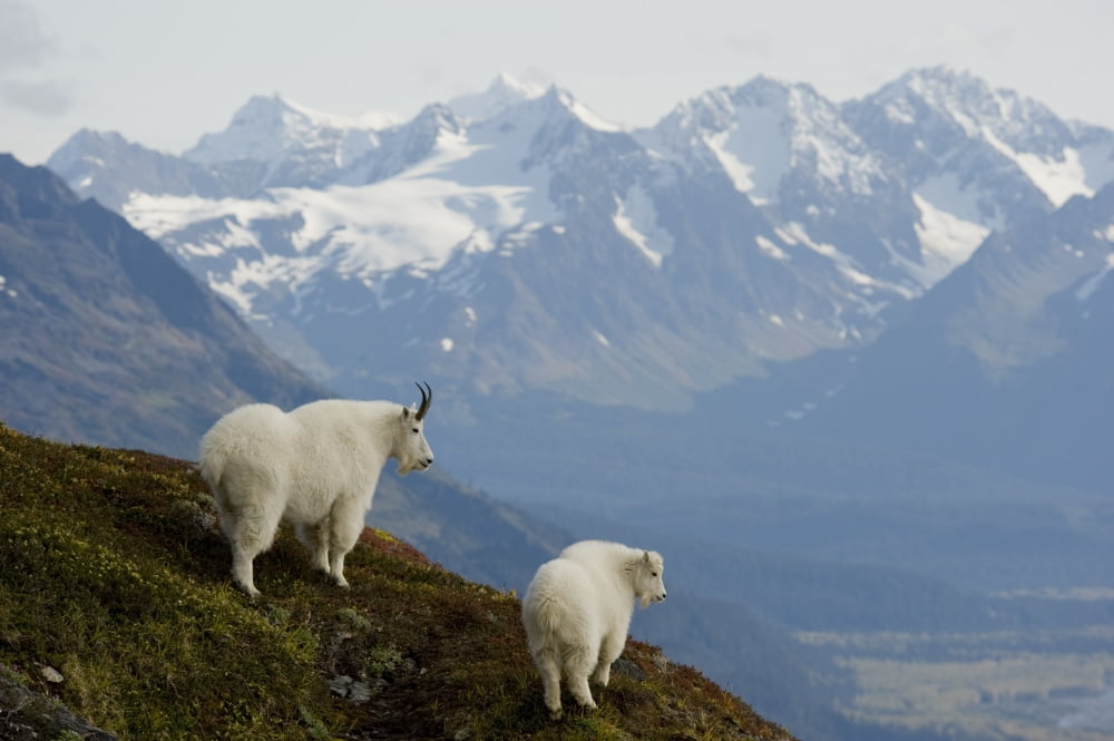 A Nanny & Kid Mountain Goat Stand On A Ridge With The Scenic Kenai Mountains In The Background During Autumn Kenai Peninsula Southcentral Alaska Canvas Art - Daryl Pederson Design Pics (17 x 11)