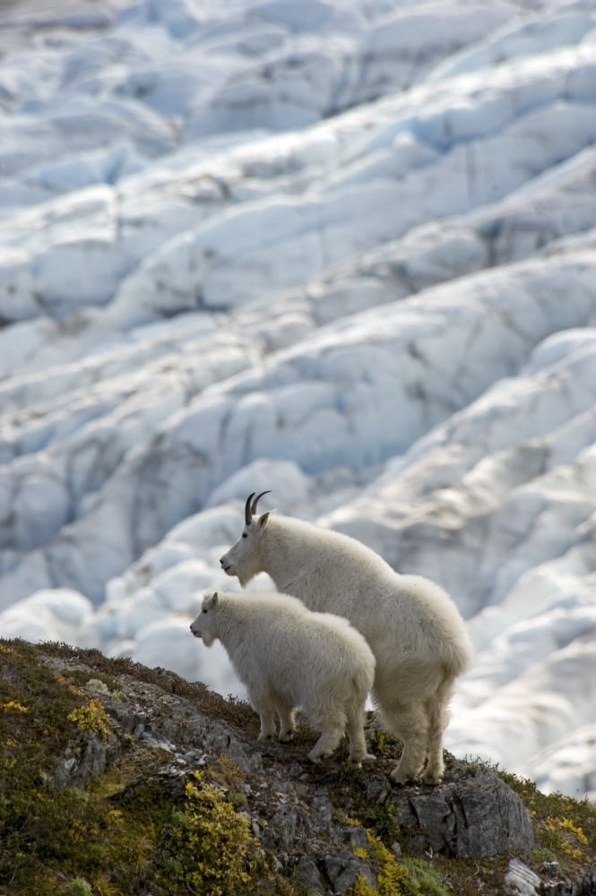 A Nanny Mountain Goat With A Young Kid Overlook A Glacier On The Kenai Peninsula Southcentral Alaska Canvas Art - Daryl Pederson Design Pics (11 x 17)