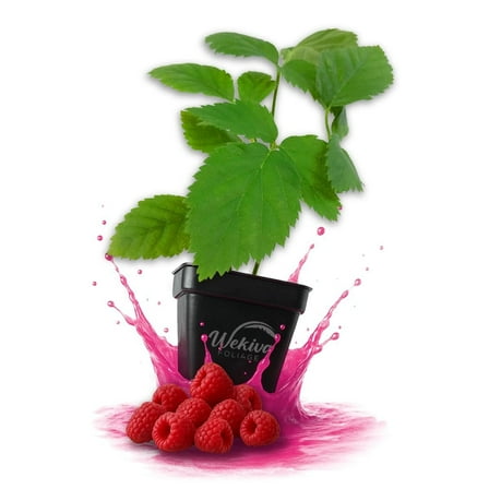Nantahala Raspberry Bush - 1 Live Plant in a 3 Inch Growers Pot - Rubus Linnaeus - Edible Fruit Bearing Bramble Shrub for The Patio and Garden