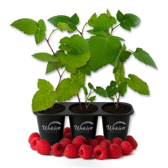 Nantahala Raspberry Bush - 3 Live Starter Plants - Rubus - Edible Berry Bearing Bramble Shrub for Fruit Garden and Patio