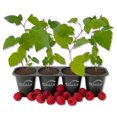 thumbnail image 1 of Nantahala Raspberry Bush - 4 Live Starter Plants - Rubus - Edible Berry Bearing Bramble Shrub for Fruit Garden and Patio, 1 of 6