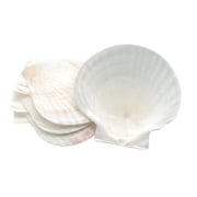 Nantucket Seafood Set of 4 Natural Baking Shells, 5 Inches