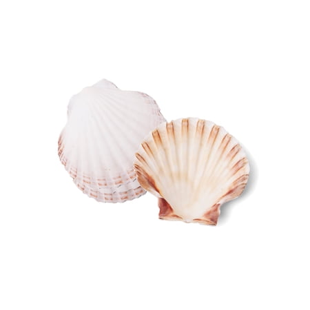 Nantucket Seafood Natural Baking Sea Shells, White, 4-Inch, Set of 4