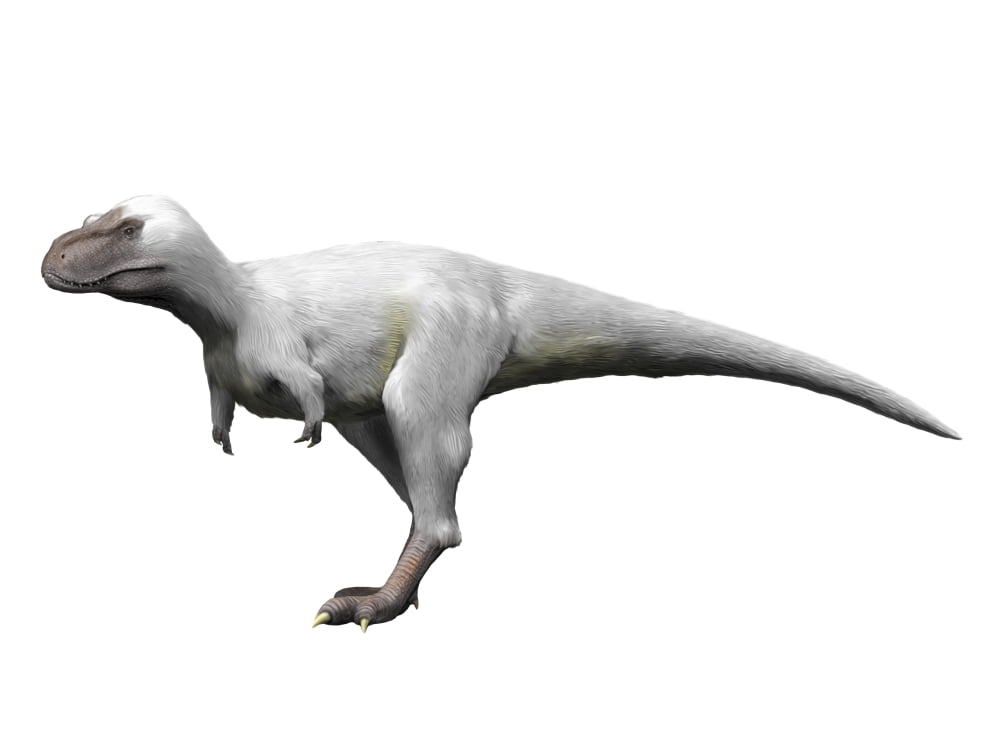 Nanuqsaurus is a theropod from the Late Cretaceous period Canvas Art - Nobumichi TamuraStocktrek Images (17 x 13)