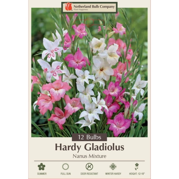 Nanus Mixture Hardy Gladiolus - 12 Bulbs - 10/+cm Bulbs