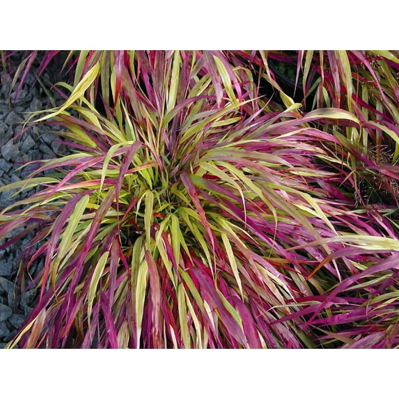 Naomi Japanese Forest Grass - Hakonechloa - Shade Lover - 2.5" Pot