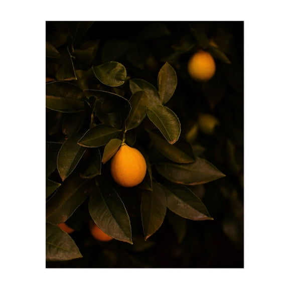 Napa Valley Lemons - California Photography Lemon Fruit Botanical Nature Garden Kitchen Decor Moody Unframed Wall Art Print 20 x 24 inches