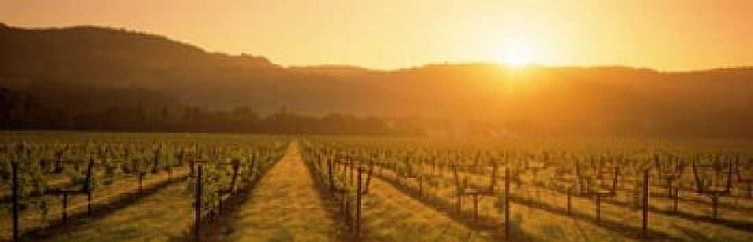 Napa Valley Vineyard California Canvas Art - Panoramic Images (38 x 12)
