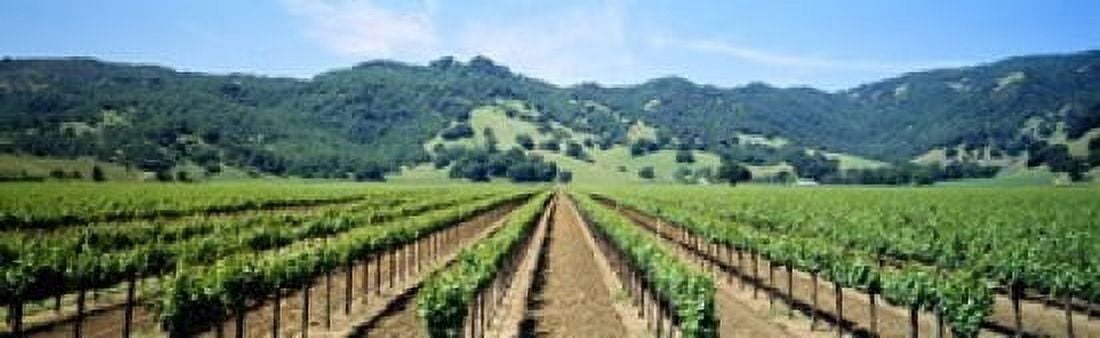 Napa Valley Vineyards Hopland CA Canvas Art - Panoramic Images (15 x 5)