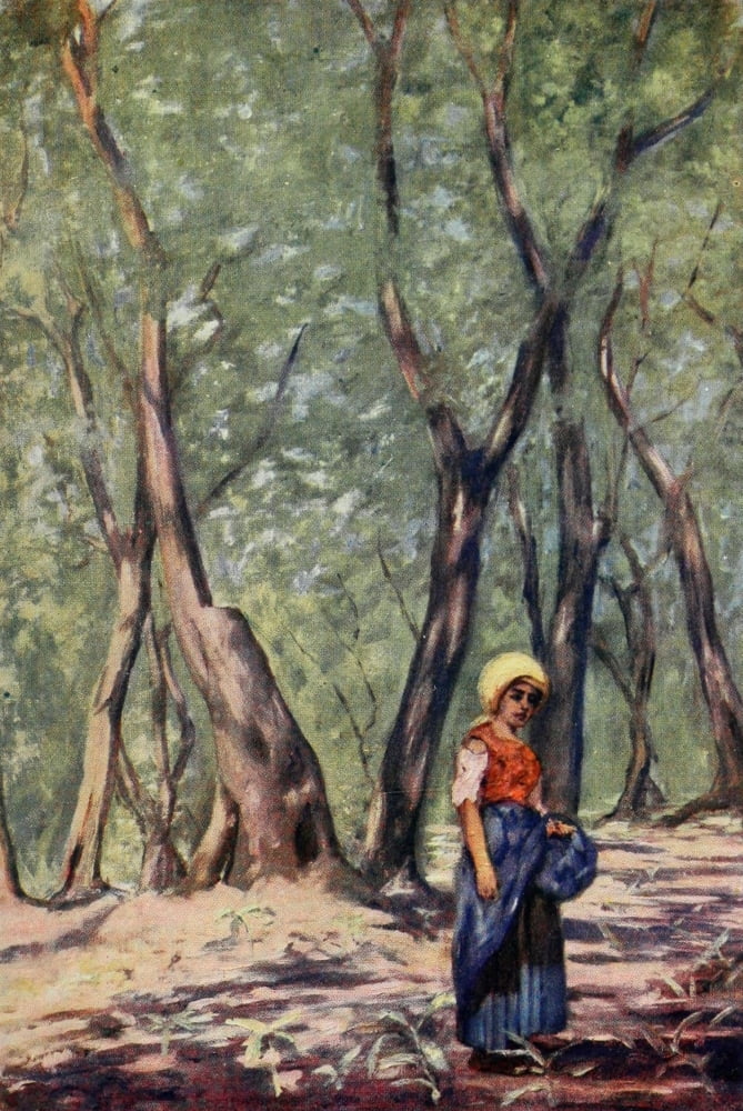 Naples 1904 Olive Grove near Massa Canvas Art - Augustine Fitzgerald (24 x 36)