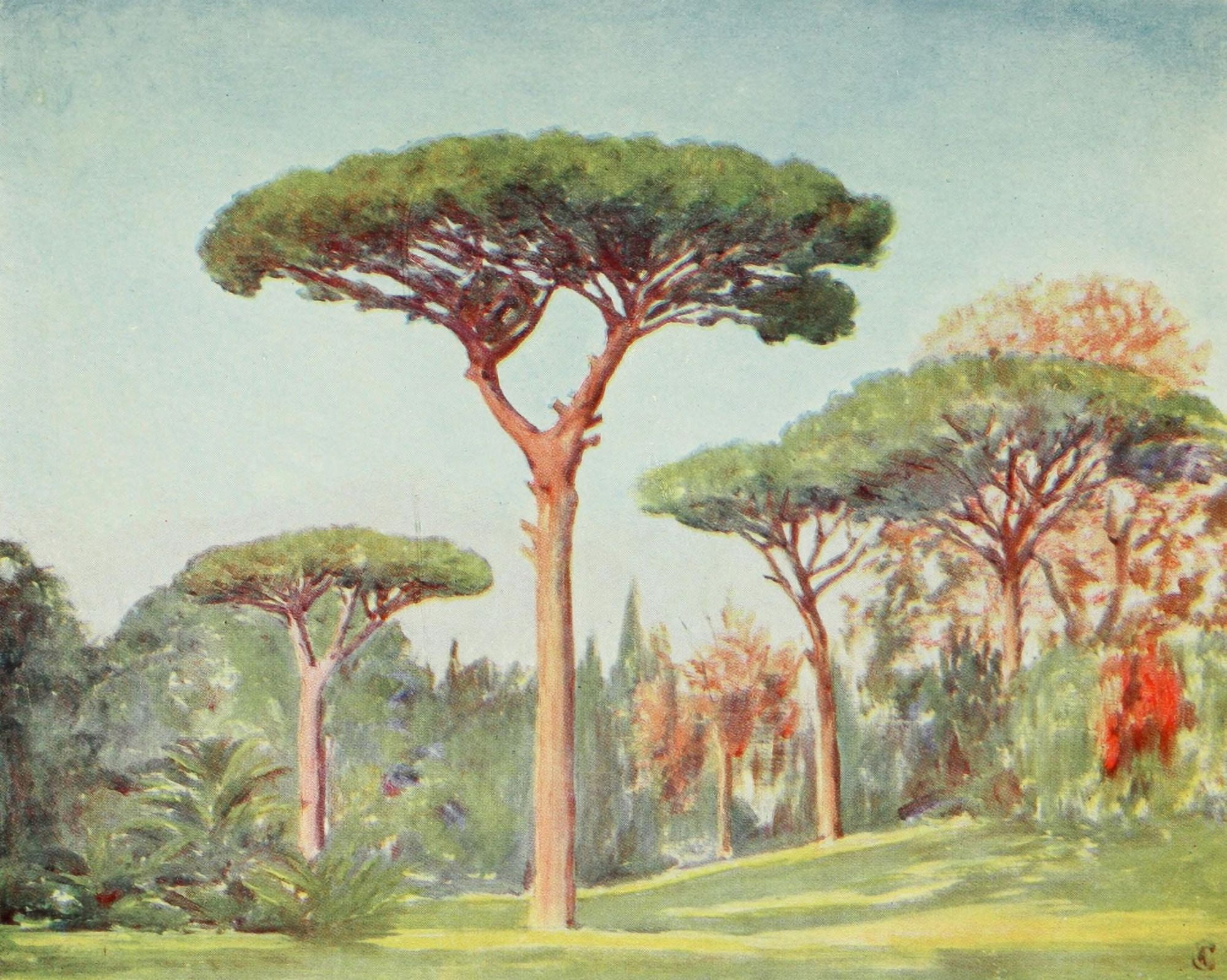Naples 1904 Rock Pines at Villa Floridiana Canvas Art - Augustine Fitzgerald (18 x 24)