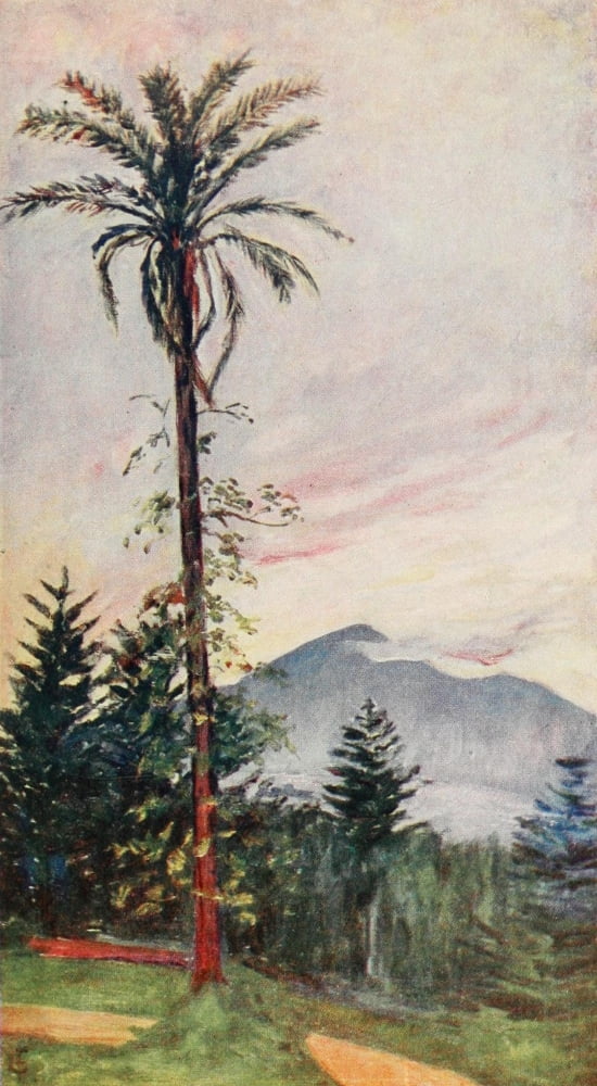 Naples 1904 View from Hotel du Parc Canvas Art - Augustine Fitzgerald (24 x 36)