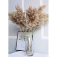 thumbnail image 1 of Naples Pampas, 1 of 1