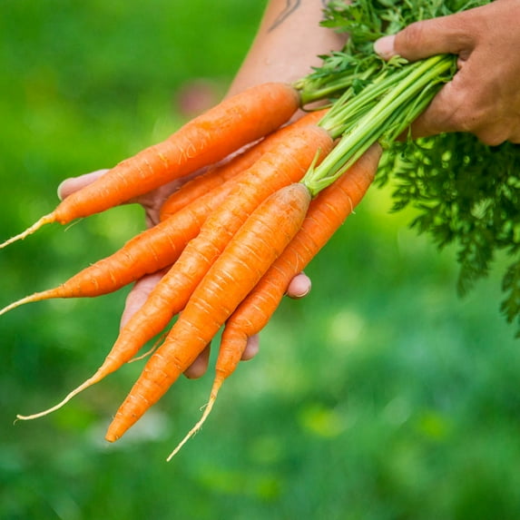 Napoli Carrots - Seed tapes measuring 7.5 feet long each