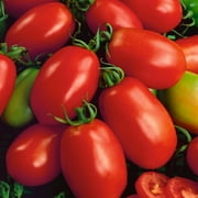 Napoli Tomato Seeds - 1 Oz 6800 Seeds - Non-GMO, Heirloom - Vegetable Garden - Solanum lycopersicum
