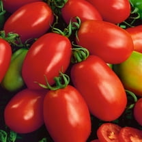 Napoli Tomato Seeds - 300 Mg Packet ~65 Seeds - Non-GMO, Heirloom - Vegetable Garden - Solanum lycopersicum