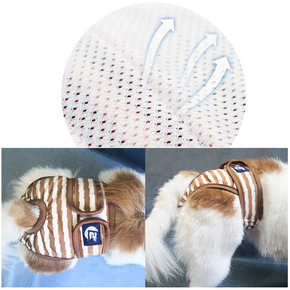 Kitten diapers walmart hot sale
