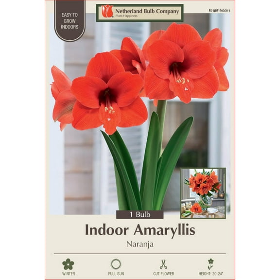 Naranja Amaryllis Bulb - Large Flowering - 34/+ cm Bulb - One Bulb