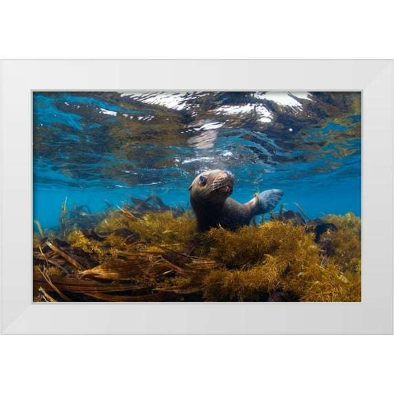 Narchuk, Andrey 18x13 White Modern Wood Framed Museum Art Print Titled - Visiting Sea Lions