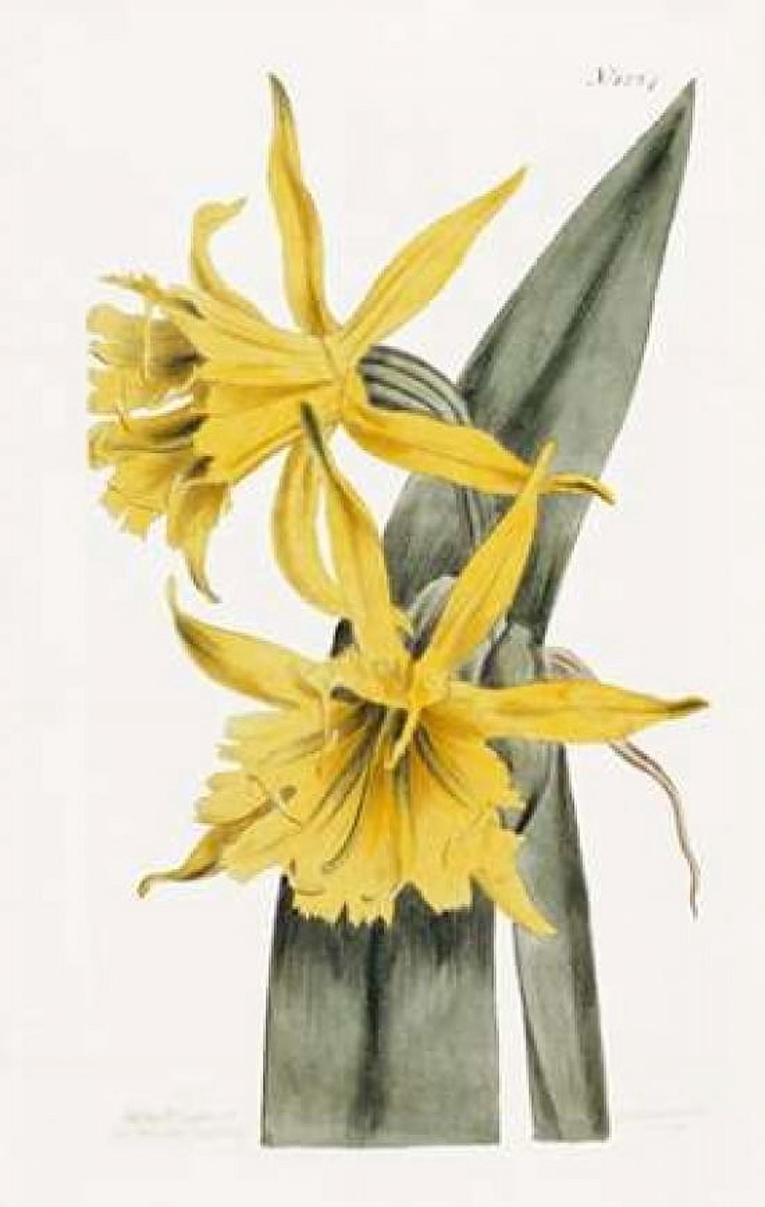 Narcissi Canvas Art - William Curtis (12 x 18)
