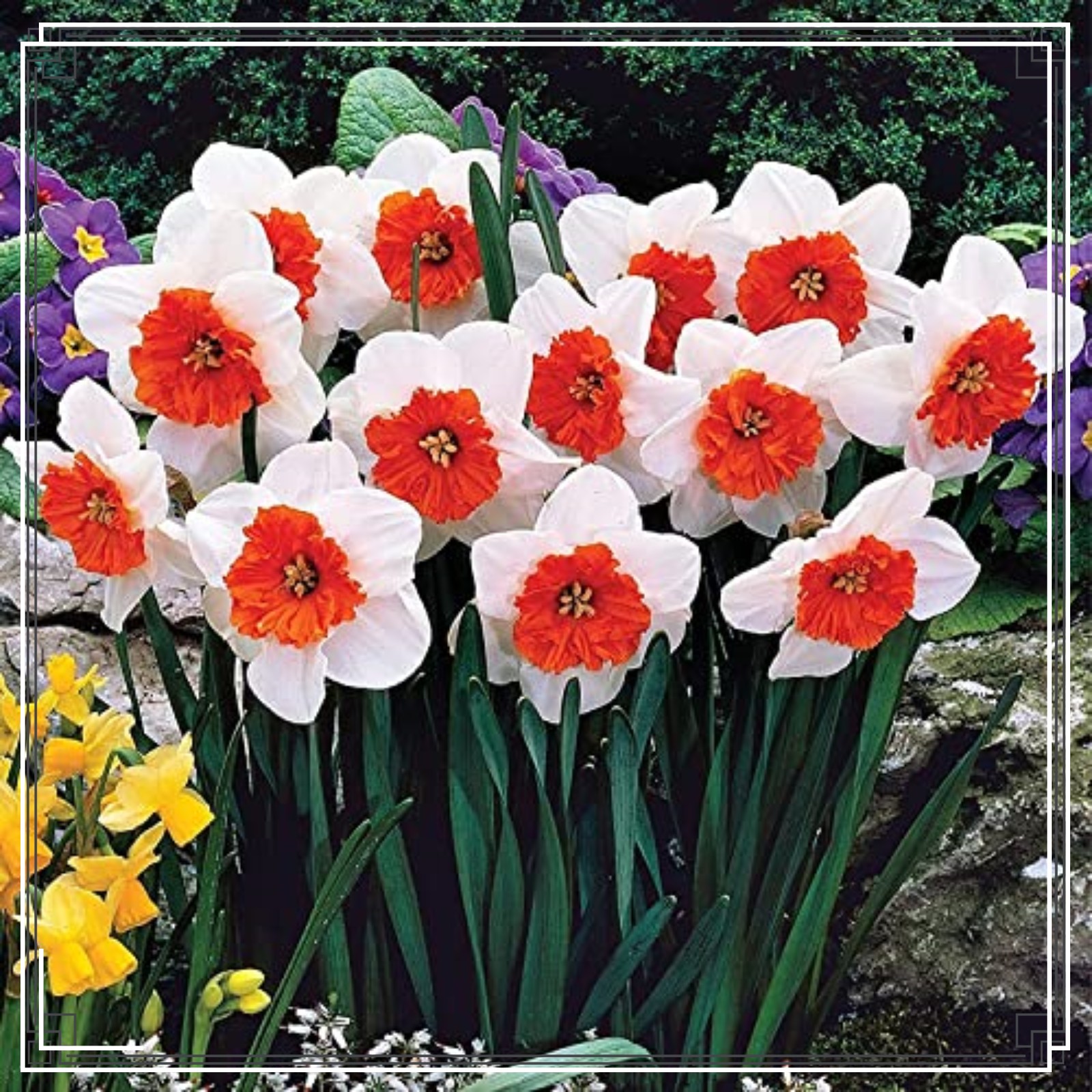 Narcissus Bulbs Daffodil Bulbs For Planting Outdoors Daffodil Bulbs Bulk Daffodil Bulbs For