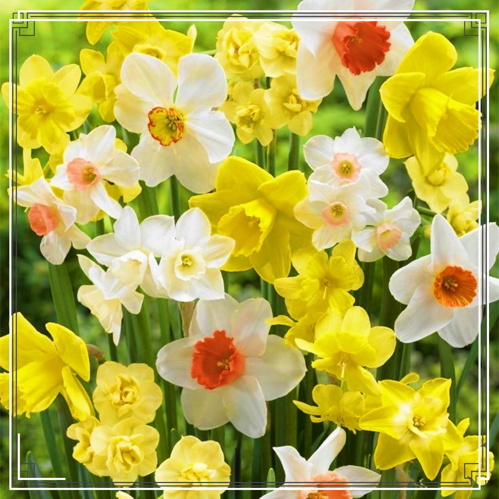 Narcissus Bulbs Daffodil Bulbs For Planting Outdoors Daffodil Bulbs