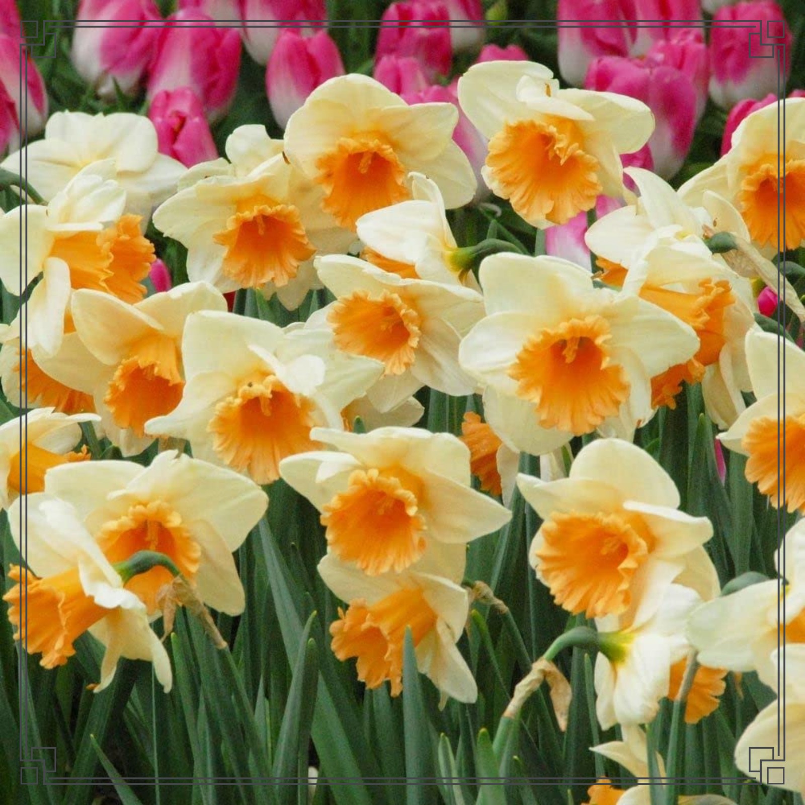 Narcissus Bulbs Daffodil Bulbs For Planting Outdoors Daffodil Bulbs