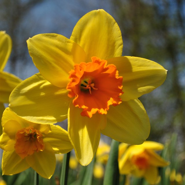 Narcissus Bulbs / Healthy Fresh Daffodil Bulbs / Daffodil Blooms