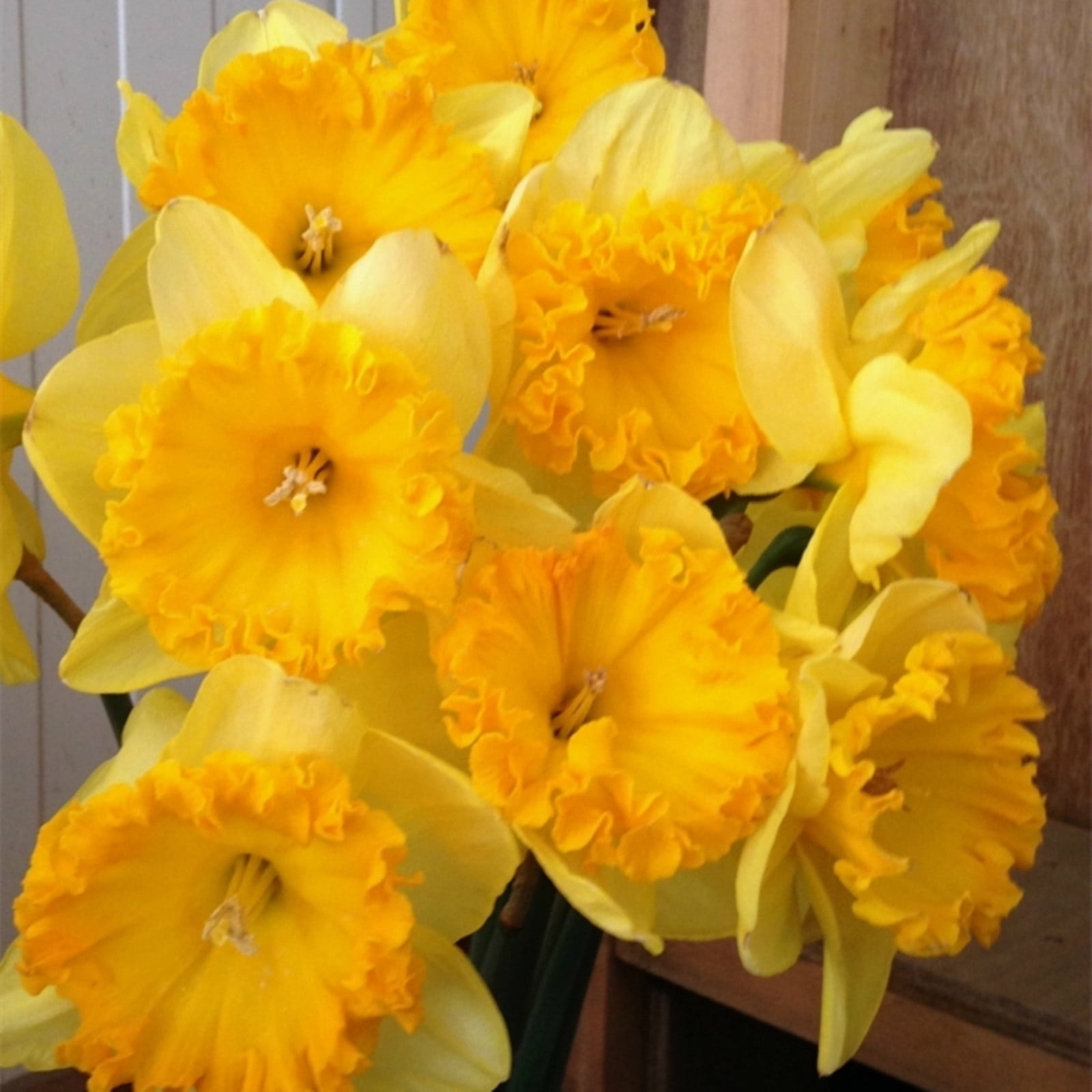 Narcissus Bulbs / Healthy Fresh Daffodil Bulbs / Daffodil Blooms