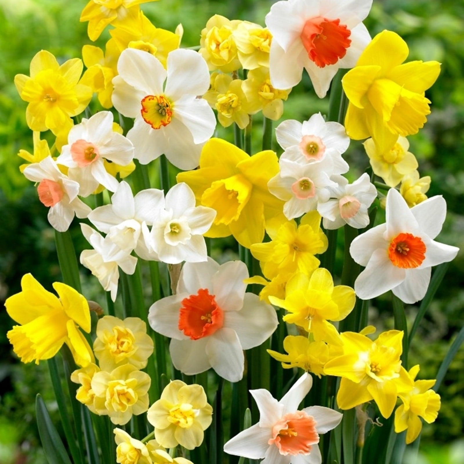 Narcissus Bulbs / Healthy Fresh Daffodil Bulbs / Daffodil Blooms