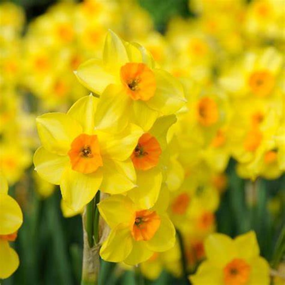 Narcissus Bulbs / Healthy Fresh Daffodil Bulbs / Daffodil Blooms