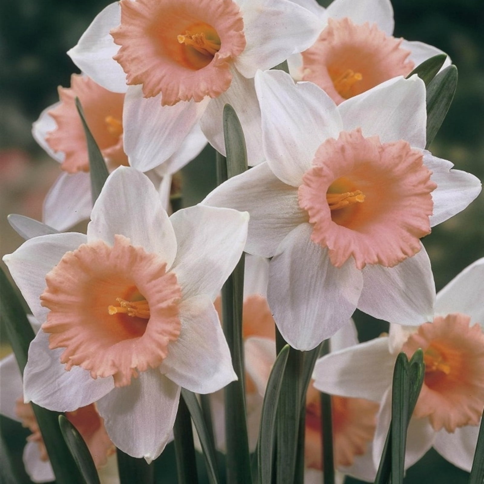 Narcissus Bulbs / Healthy Fresh Daffodil Bulbs / Daffodil Blooms