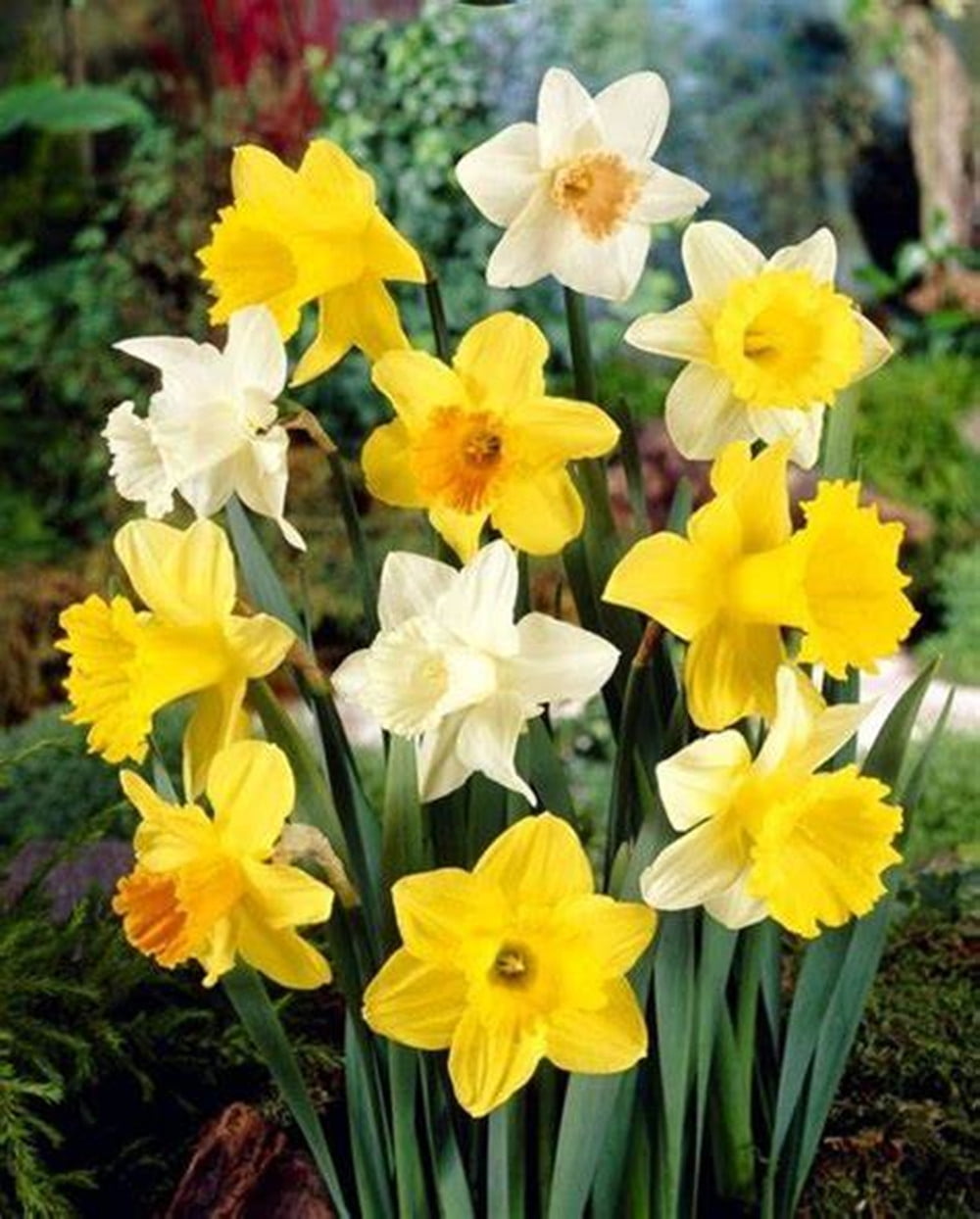 Narcissus Bulbs / Healthy Fresh Daffodil Bulbs / Daffodil Blooms