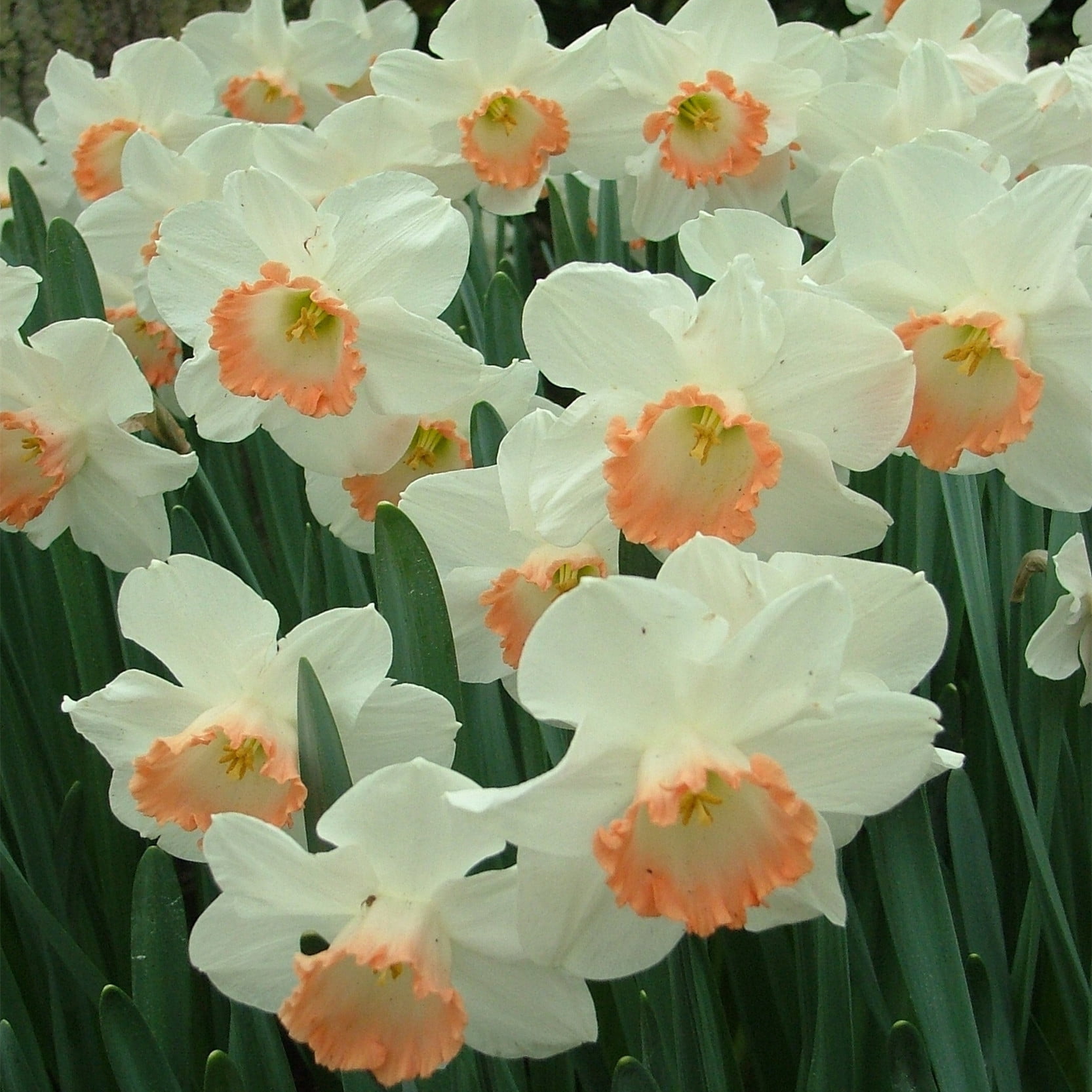 Narcissus Bulbs / Healthy Fresh Daffodil Bulbs / Daffodil Blooms