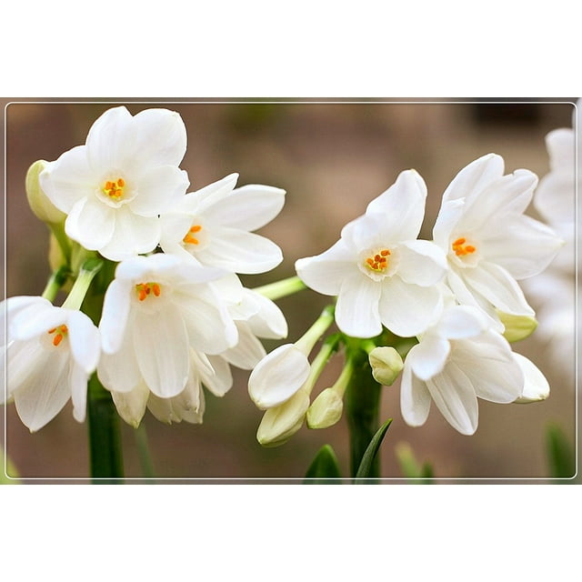Narcissus Bulbs, Perennials,Daffodil Bulbs For Planting Outdoors, Perennials,Seasonal Flowers